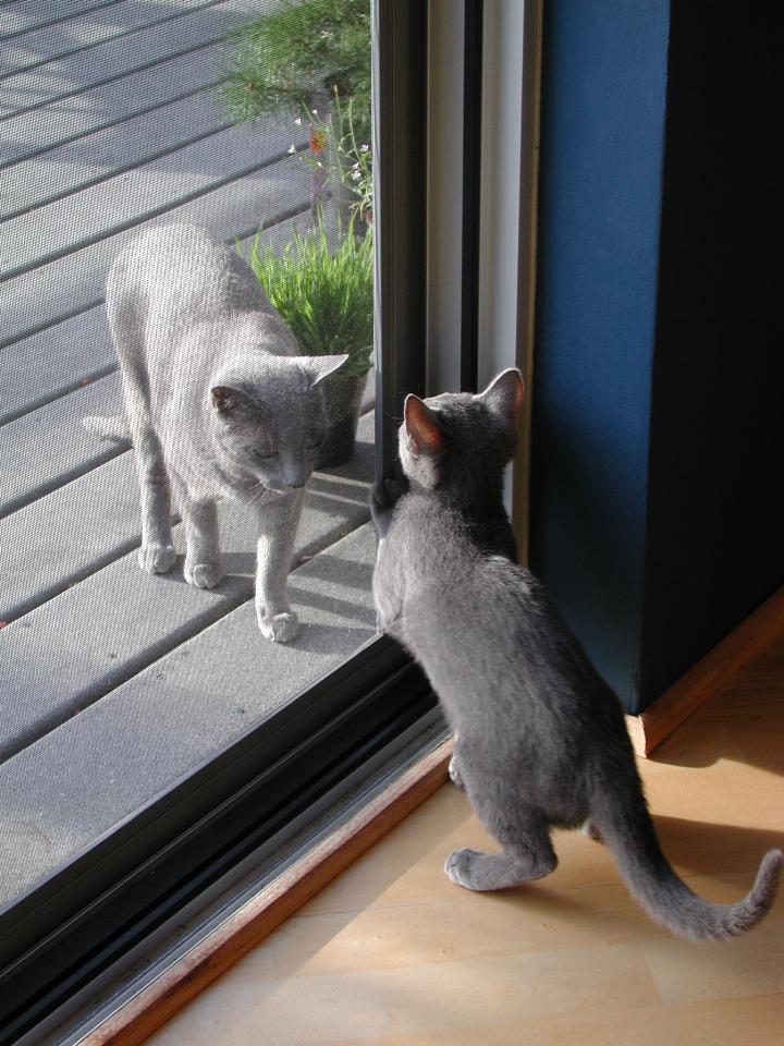 Toli (L) and Ingo saved from confrontation via the screen door