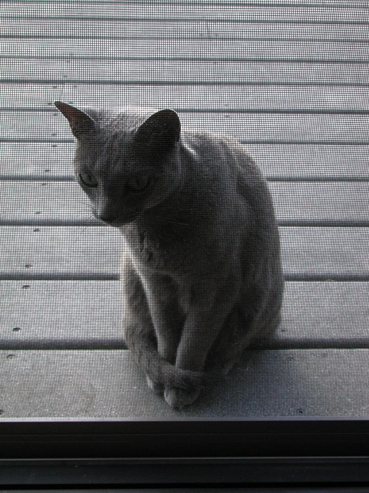 Toli through the screen door - staring at the newcomer?