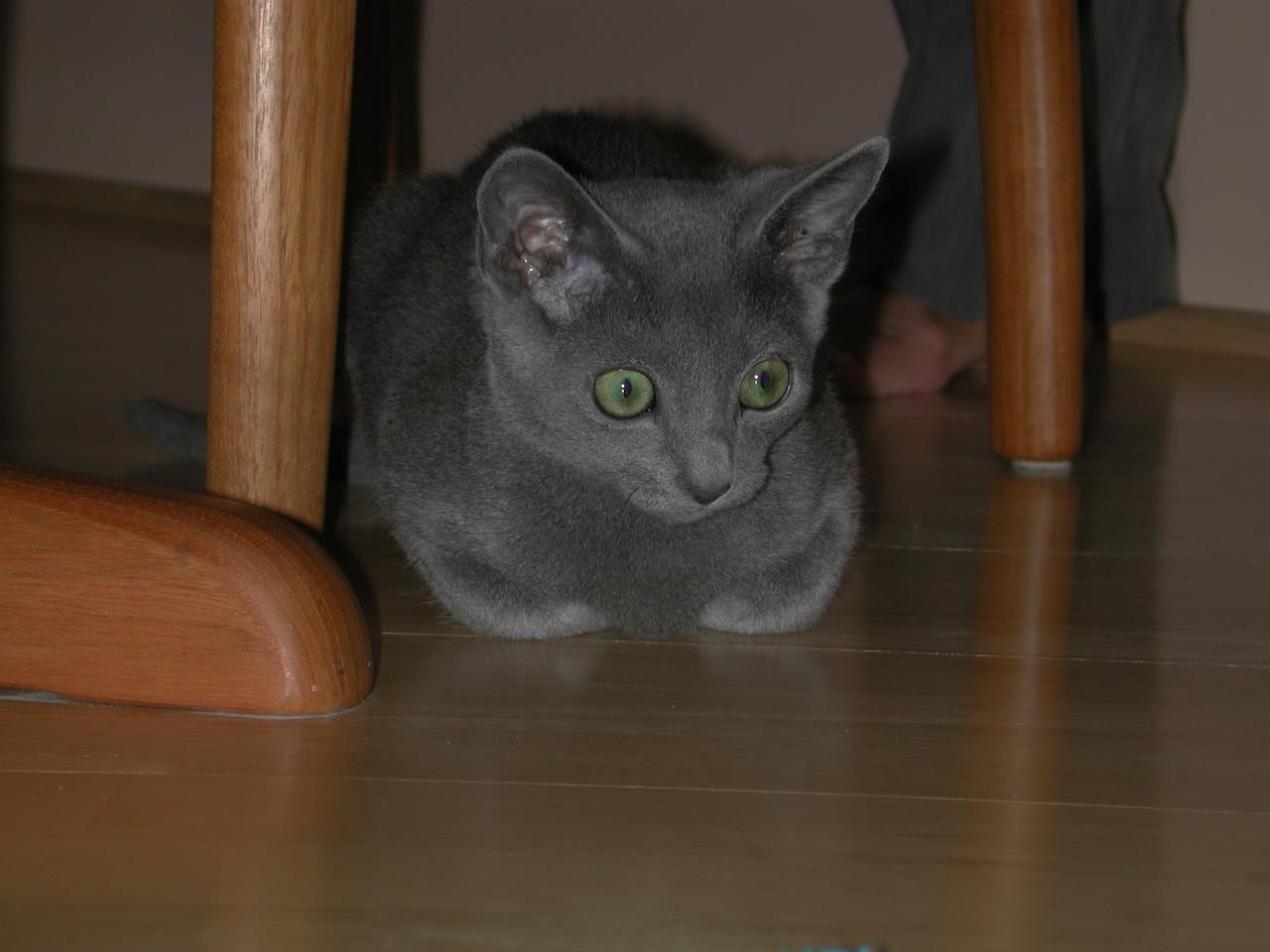 Ingo hides under the chair - but doesn't hide well!