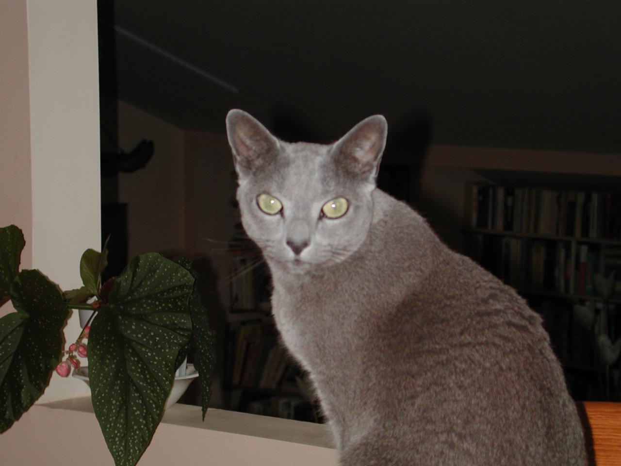 Toli surveying the scene from the dining room table