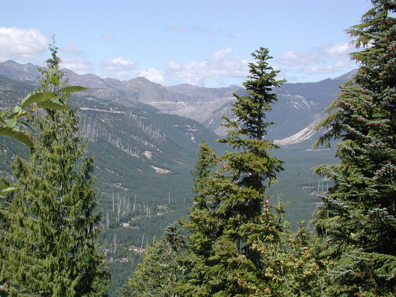 Mt. St. Helens blast area, showing re-planted area growth, from FR 25