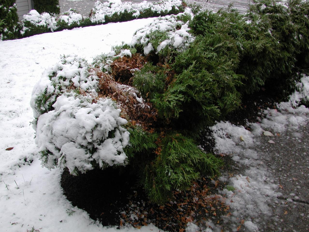 Shrubs bending under the weight of snow in front garden