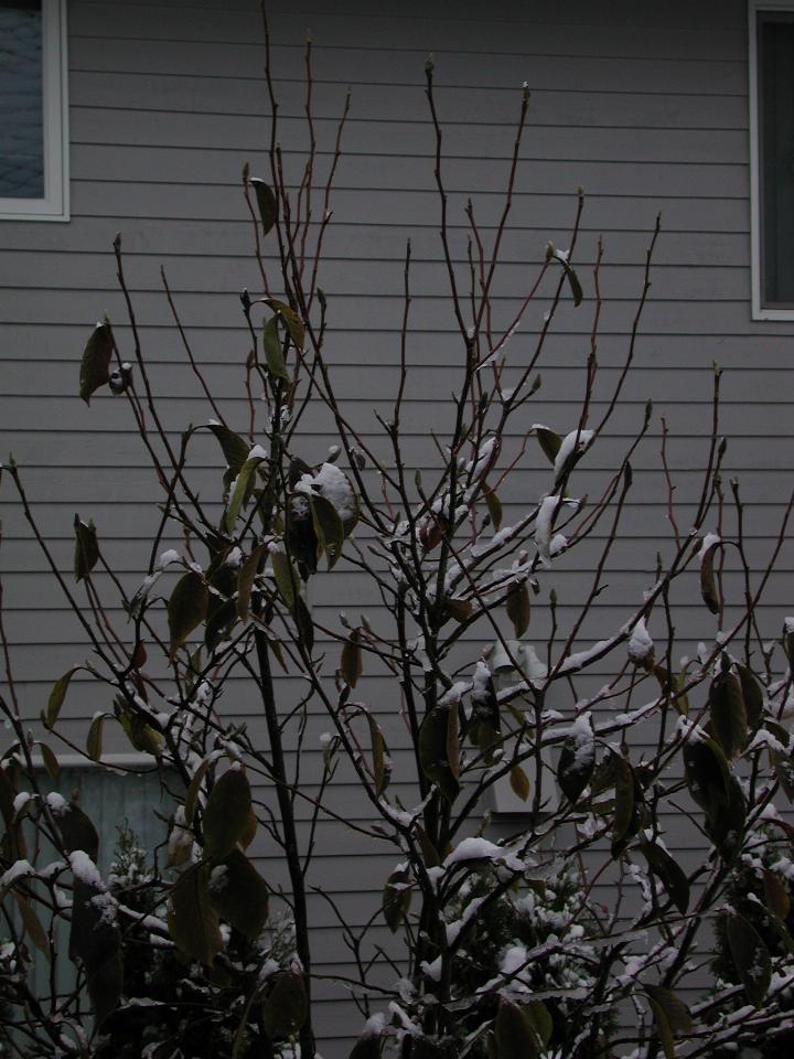 Snow on the magnolia tree in the front garden