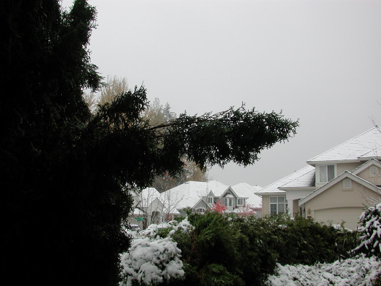 Snow's gone, but this evergreen's branch is still bent