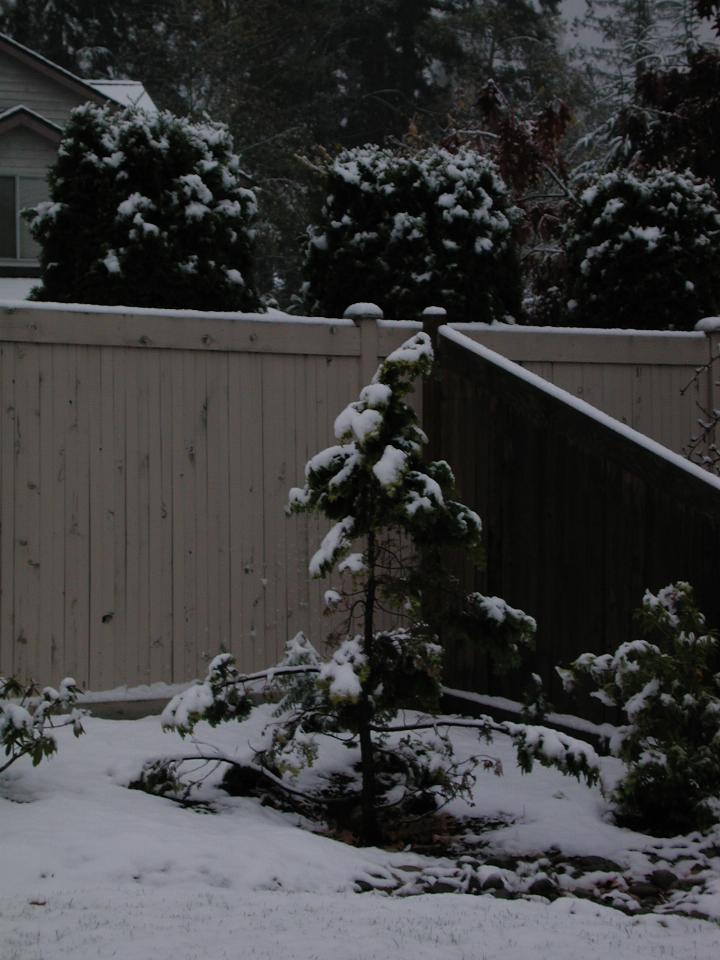 Snow cypress(?) in corner of back yard