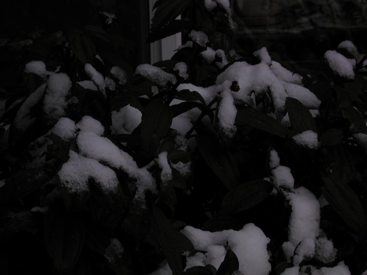 Close up of snow on the viburnum bushes in back yard