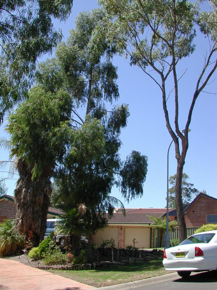 Sydney Bluegum in Rick Snell's front yard at Castle Hill