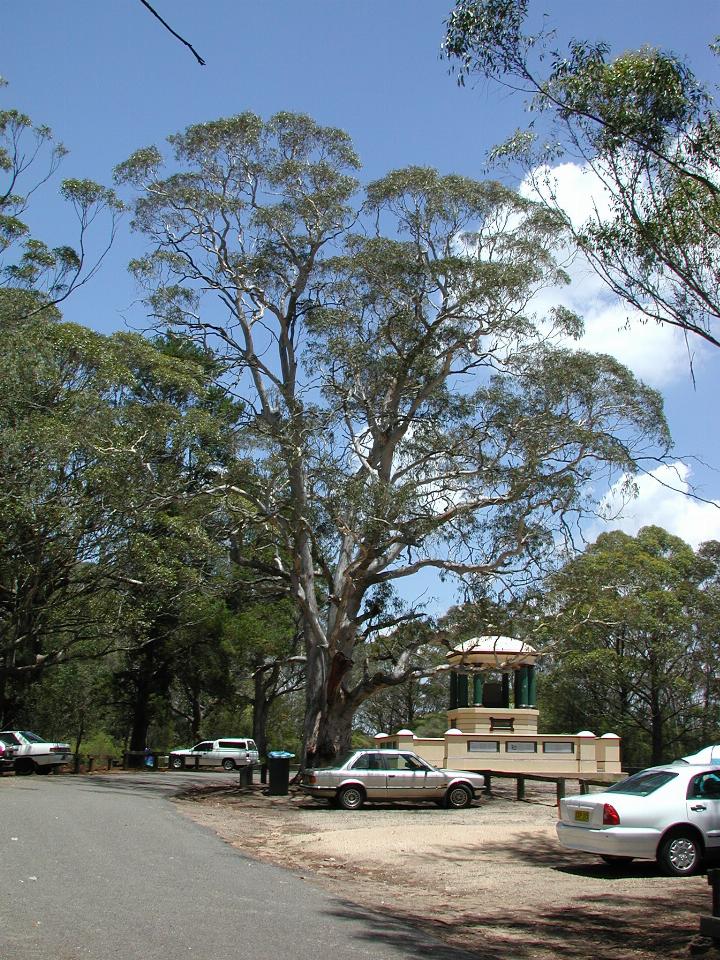 Beautiful eucalyptus at Mt. York