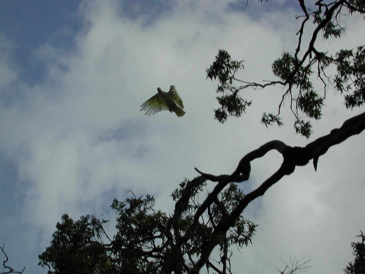 Sulphur Crested Cockatoos in Cameron and Michelle's trees