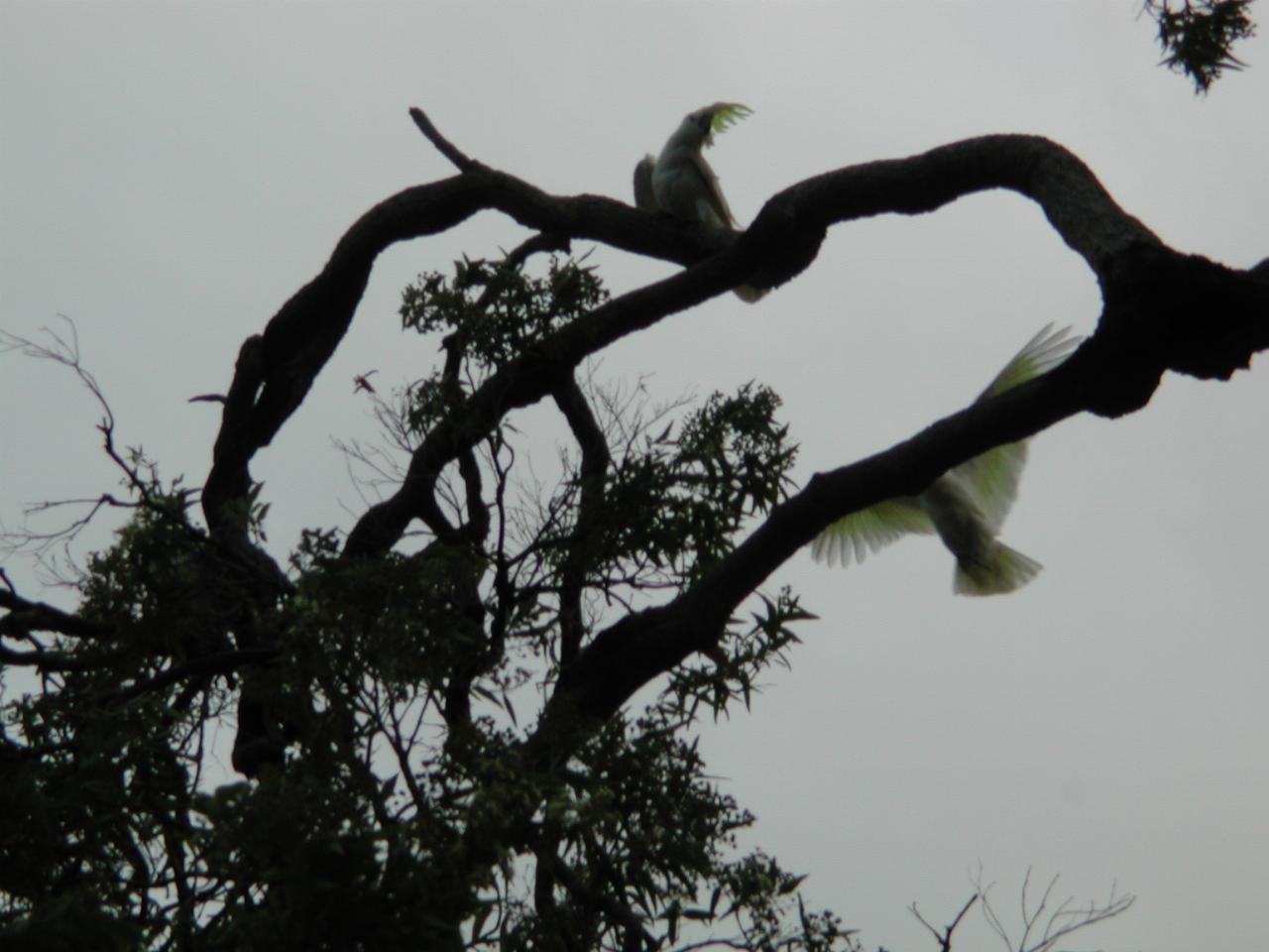 Sulphur Crested Cockatoos in Cameron and Michelle's trees