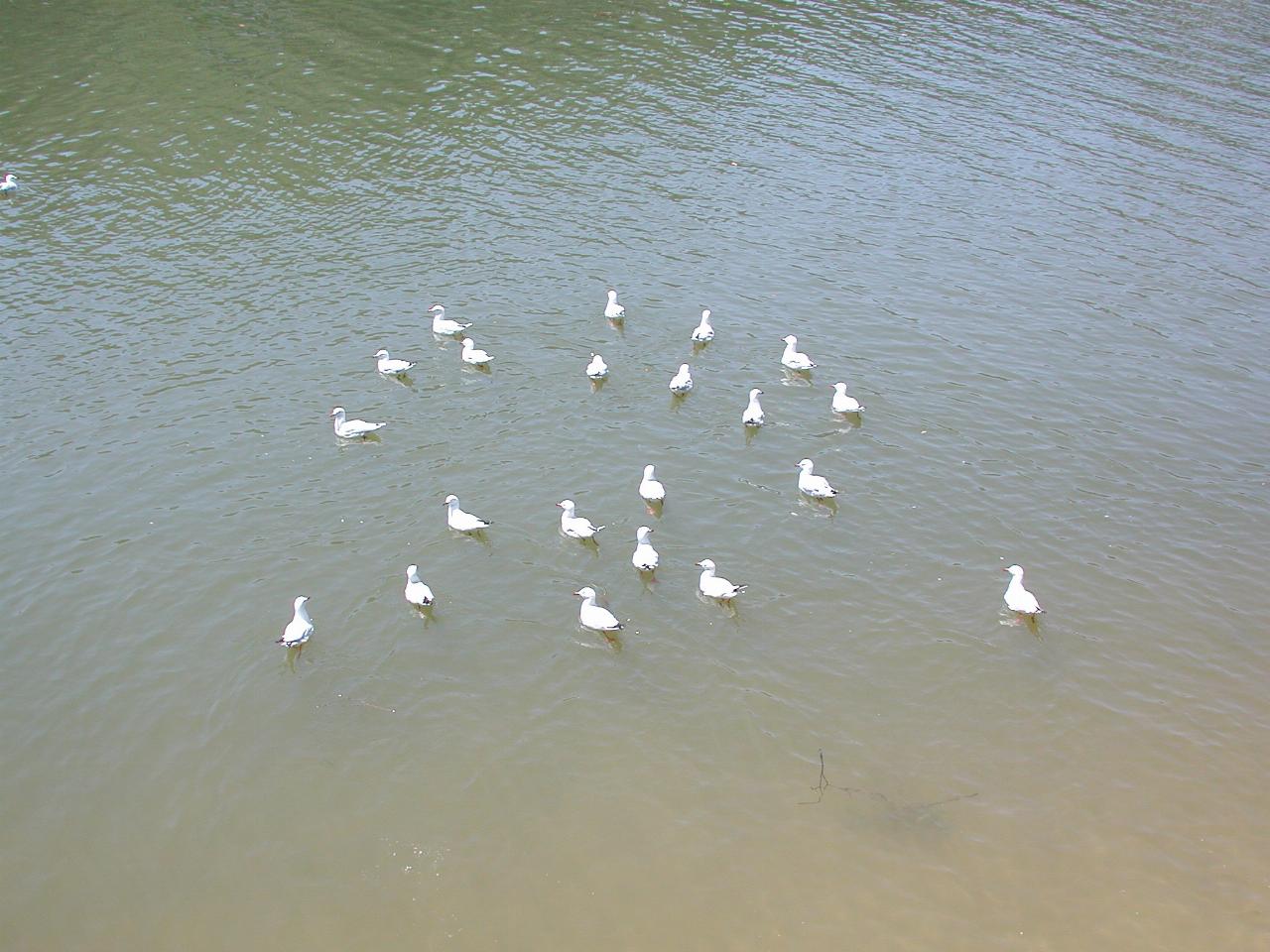 Seagulls at Woronora - being fed by Jake