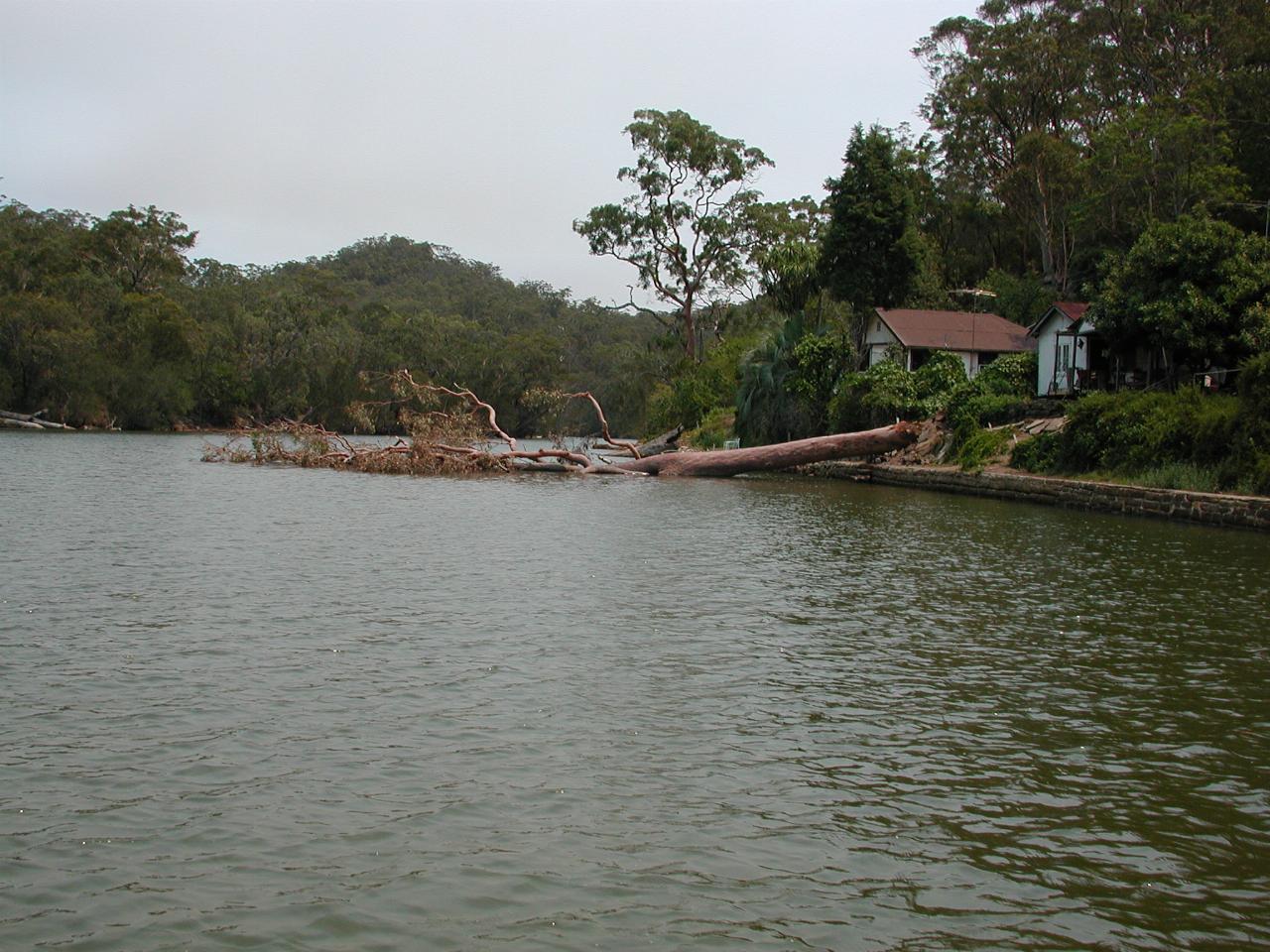 Tree fallen into the Woronora River - but too dead to be from yesterday's storm