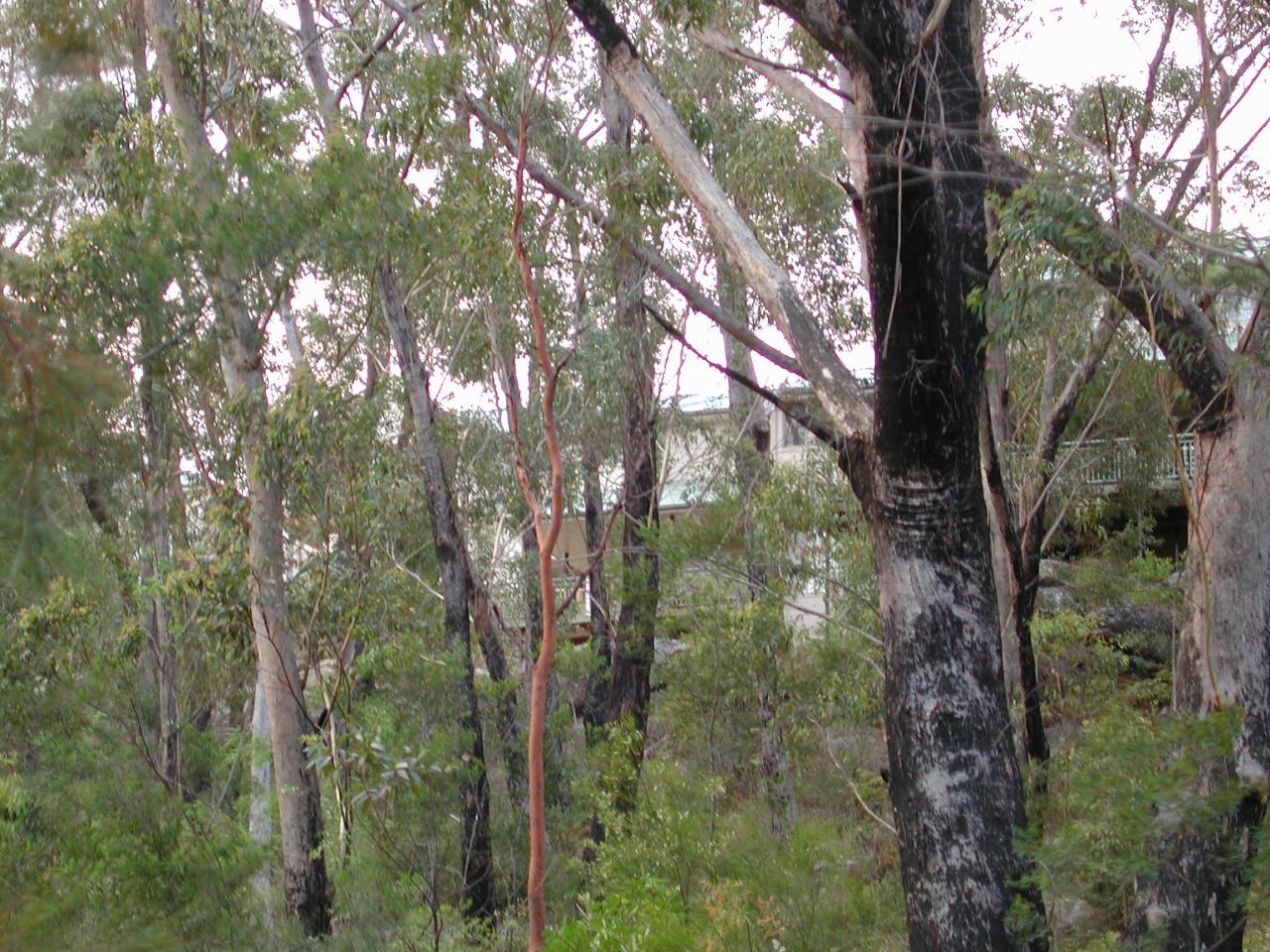 Peter and Yvonne's home seen from in the bush on Still Creek