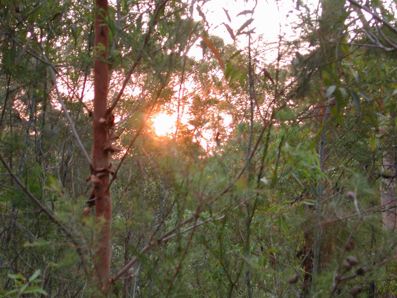 Smoky sunset (Appin fire) from Still Creek