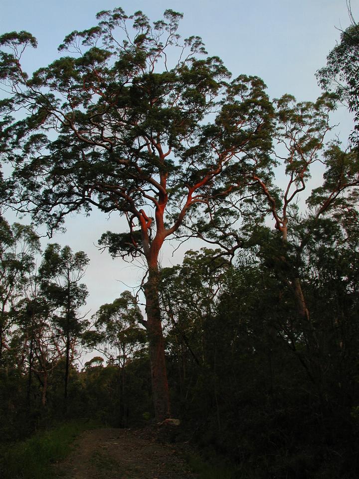 Red gum on fire trail along Still Creek, Illawong