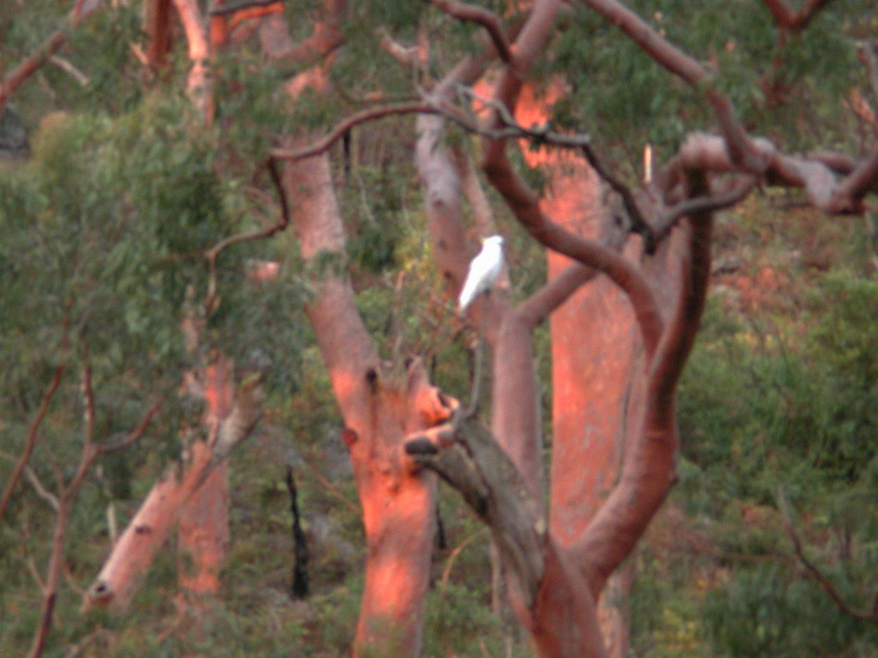 Cockatoo in red gums along Still Creek, Illawong