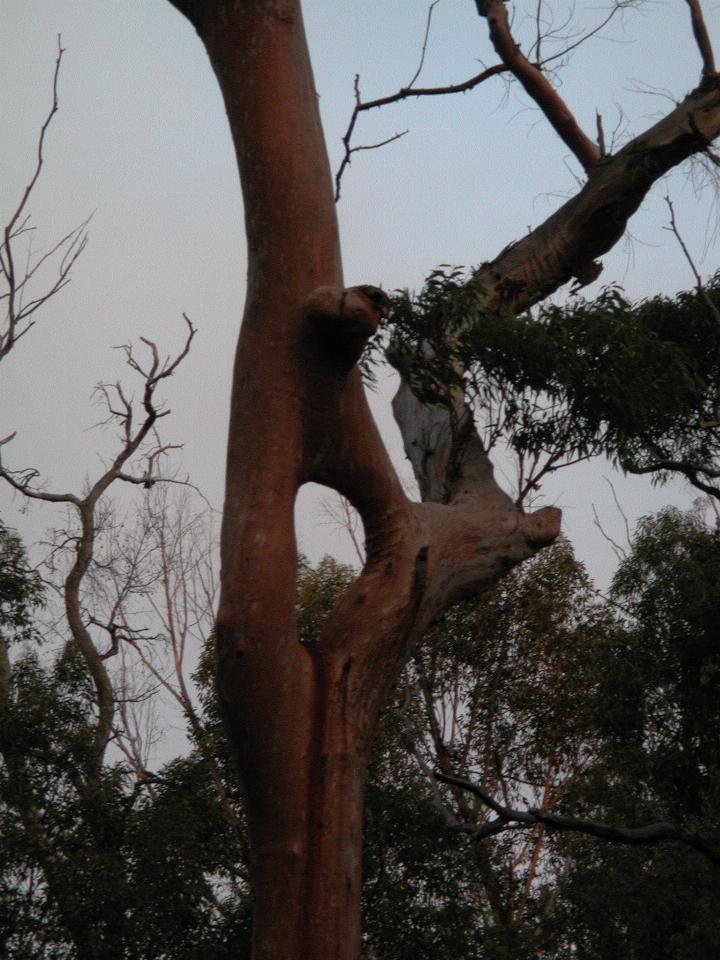 Red gum with hole in the trunk along Still Creek fire trail, Illawong