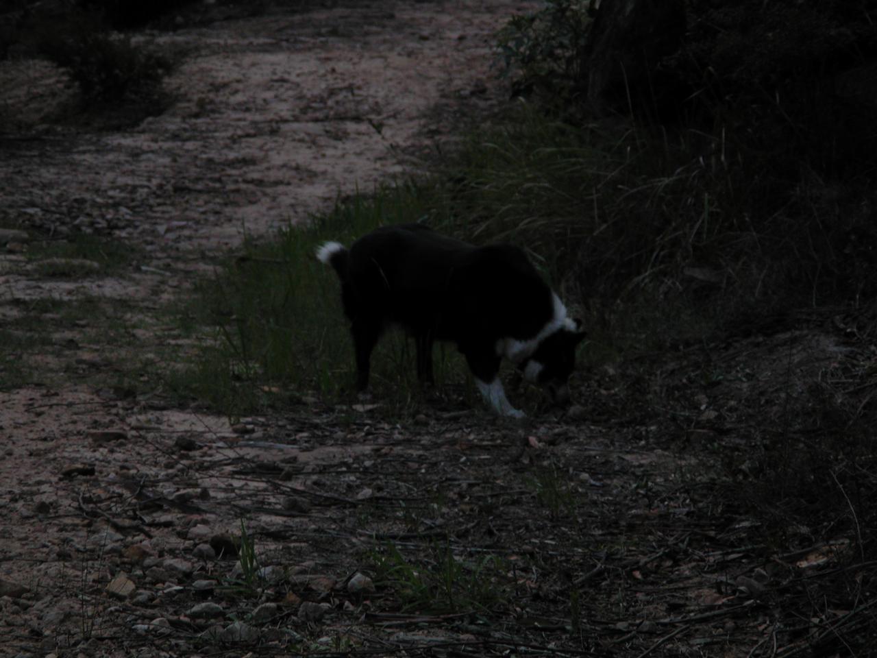 Nix along the Still Creek fire trail, Illawong