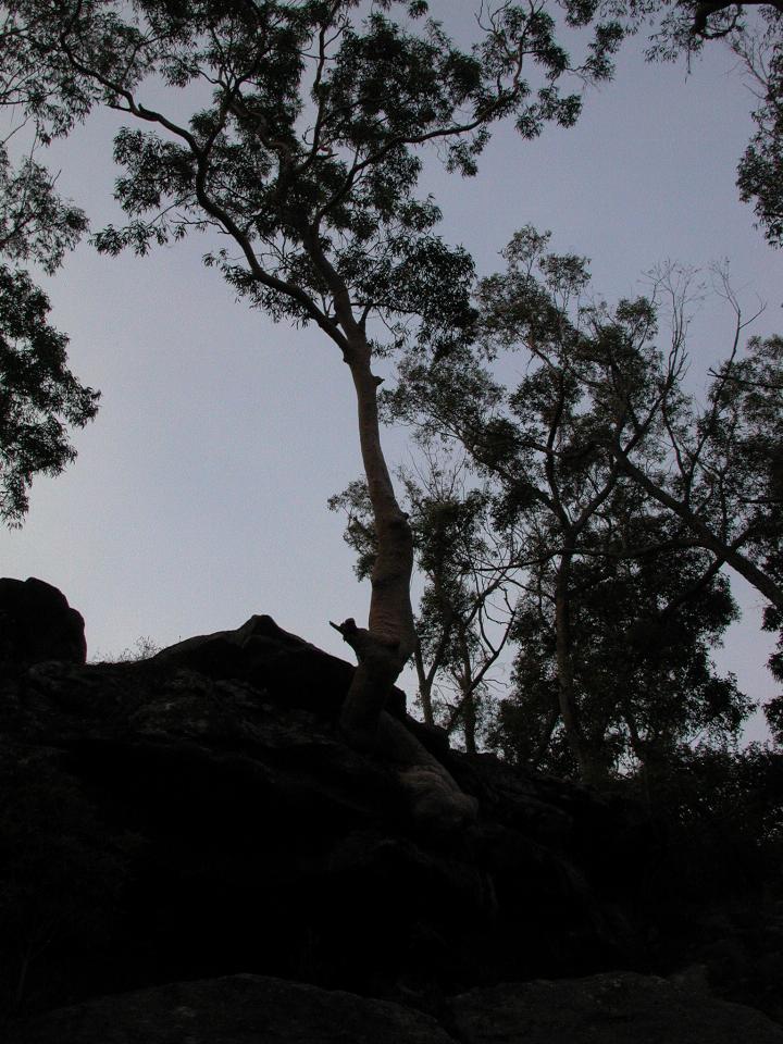 A very determined red gum along Still Creek fire trail, Illawong