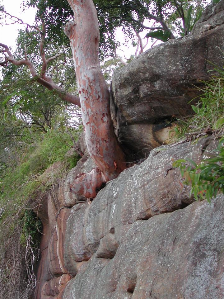 Redgum clinging to life in the rocks at Kuhnert's apartment's dock