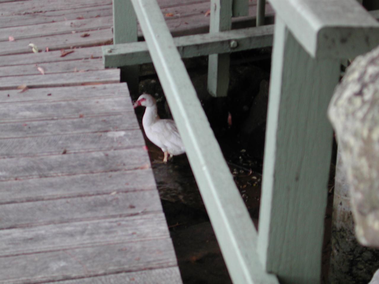 Resident duck at Kuhnert's apartments