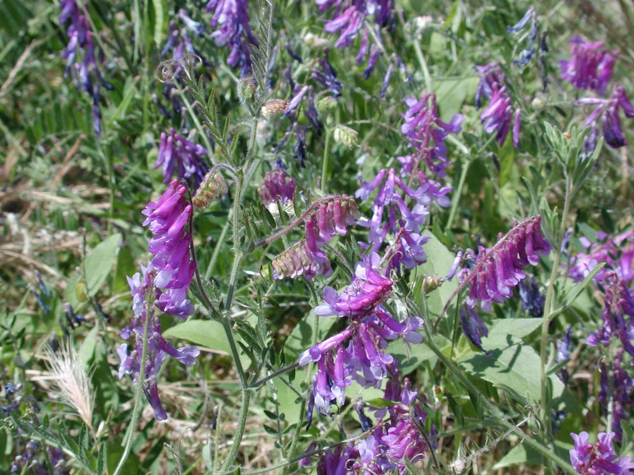 CtS2004: Palouse Falls wild flowers