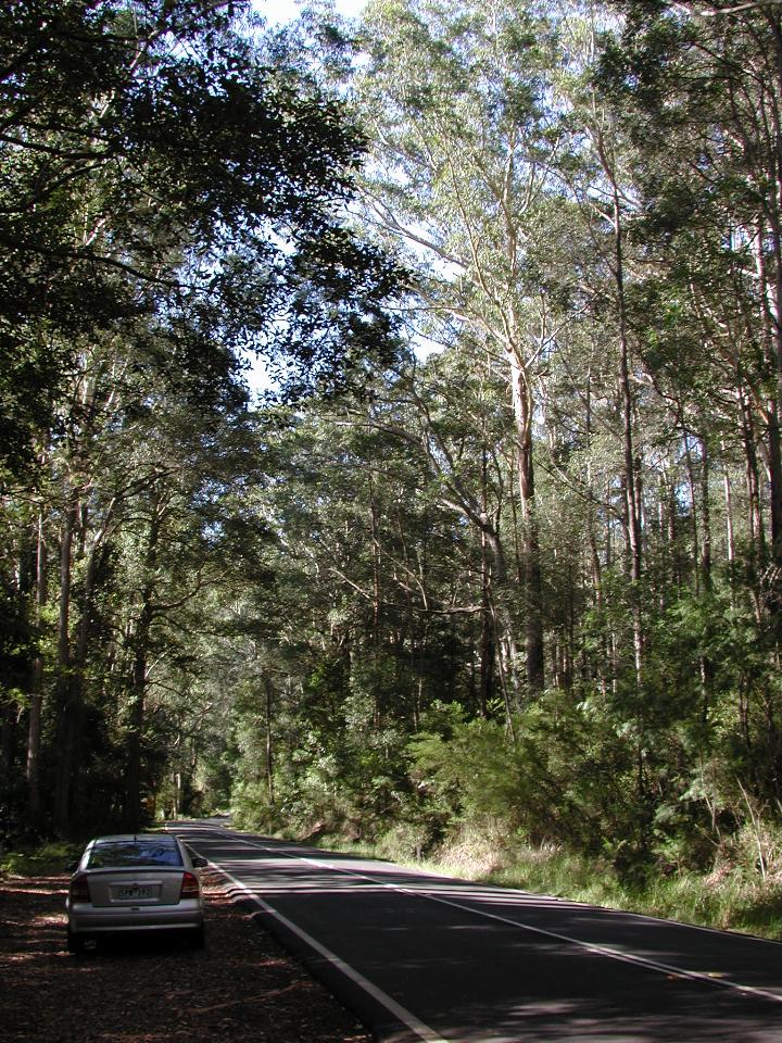 Shady Royal National Park, with rental car