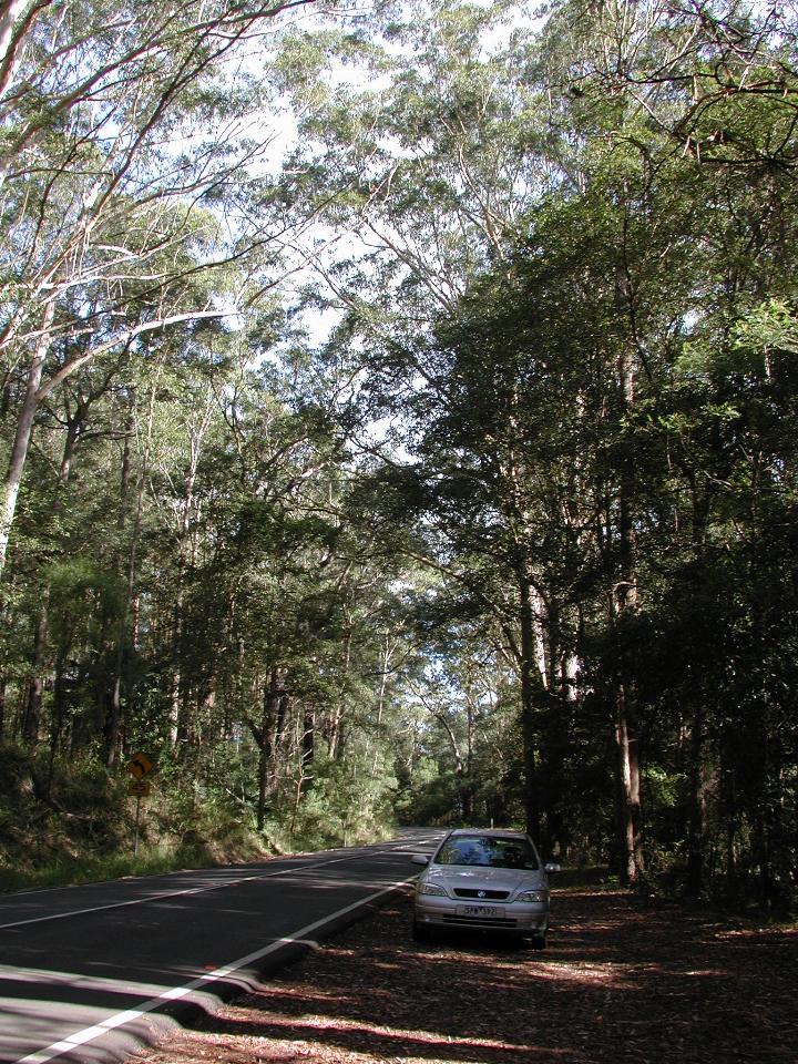 Shady Royal National Park, with rental car