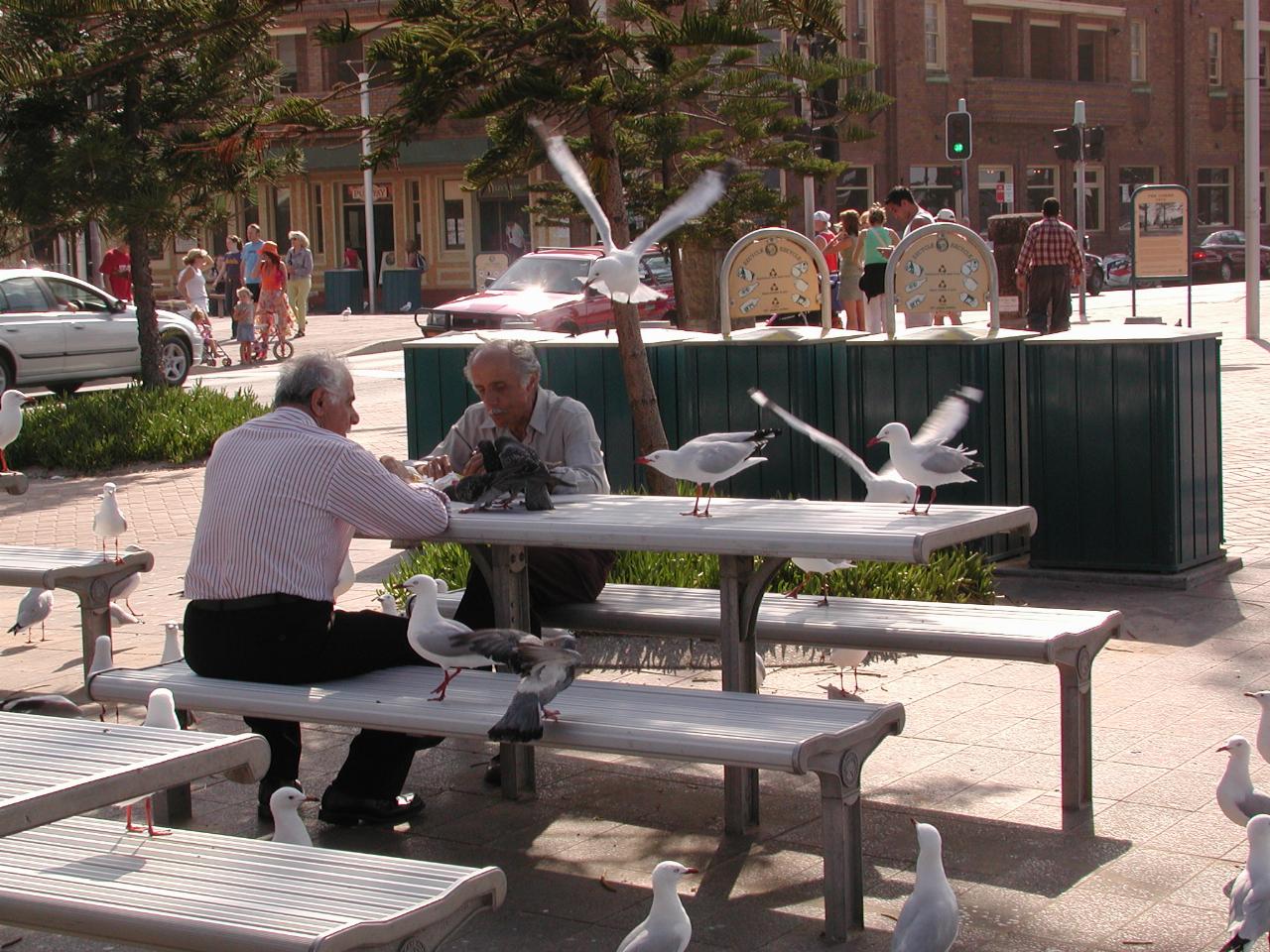 Pesky seagulls wanting food from these diners