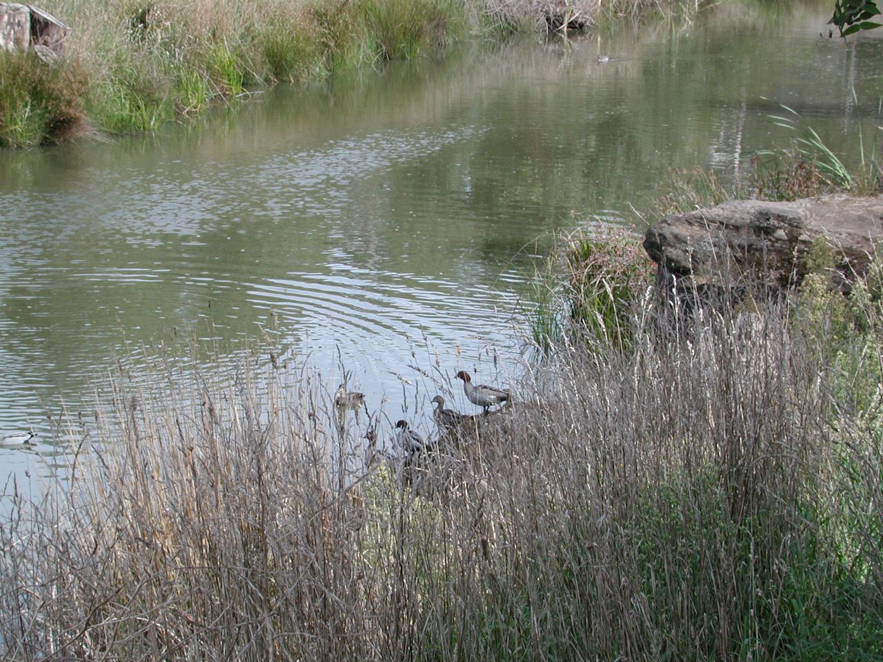 Wingecarribee River behind Berrima