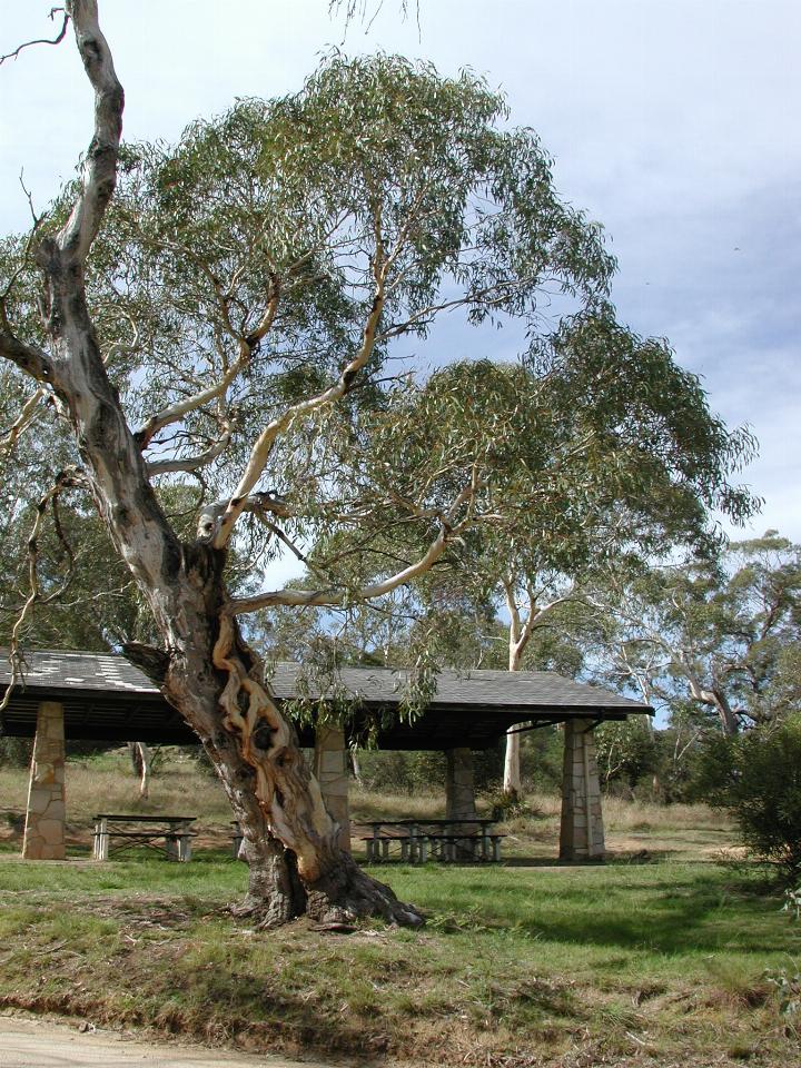 Interesting tree growing over older tree at Berrima Camp Ground