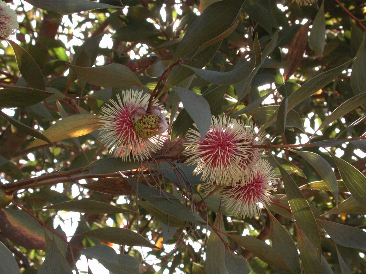 Flowers on tree behind Peter's back fence