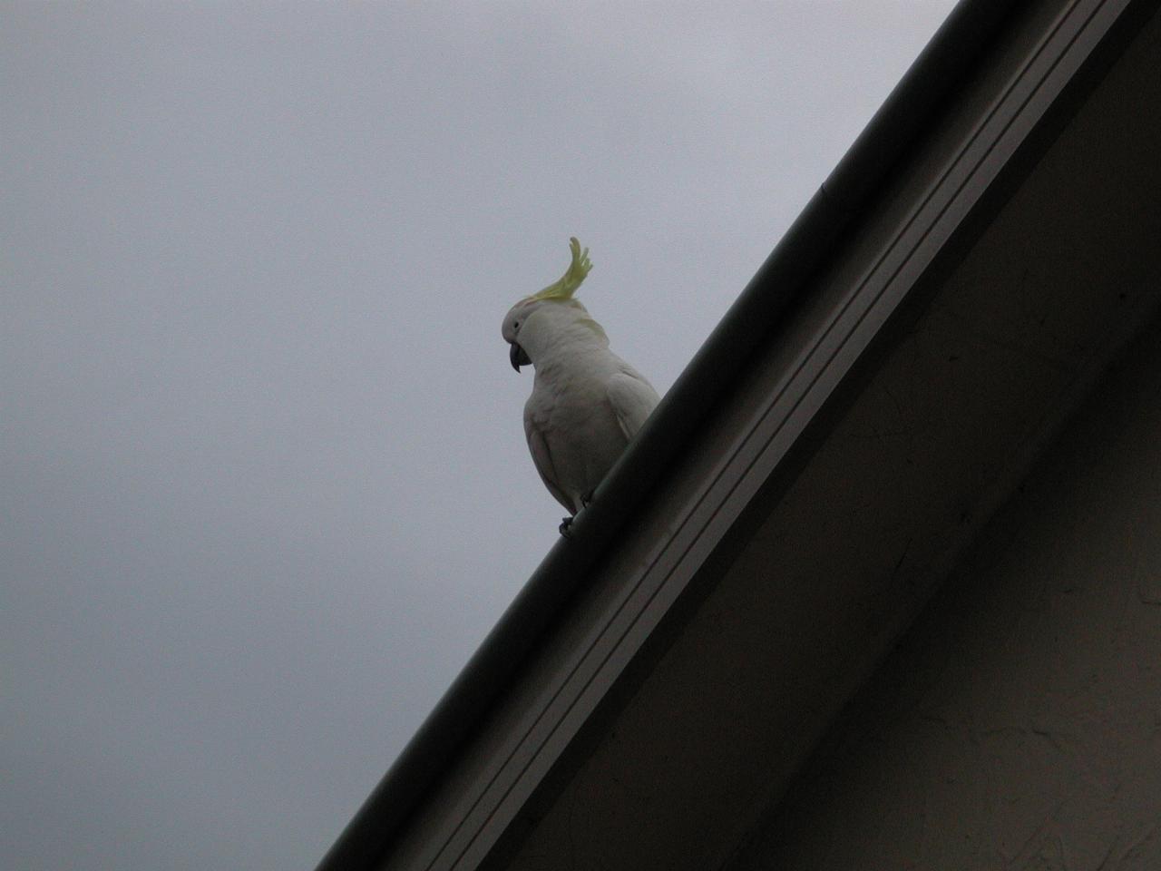 Cockatoo on roof of Peter's home at Illawong