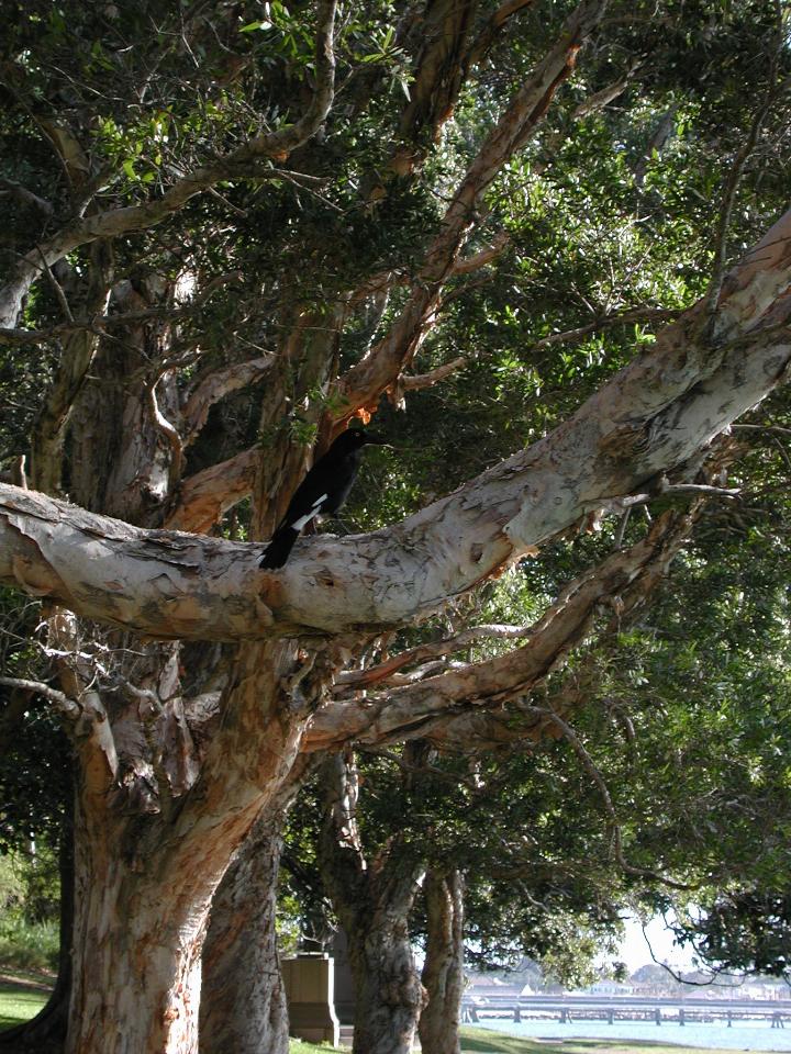 Magpie (?) in tree at Kurnell