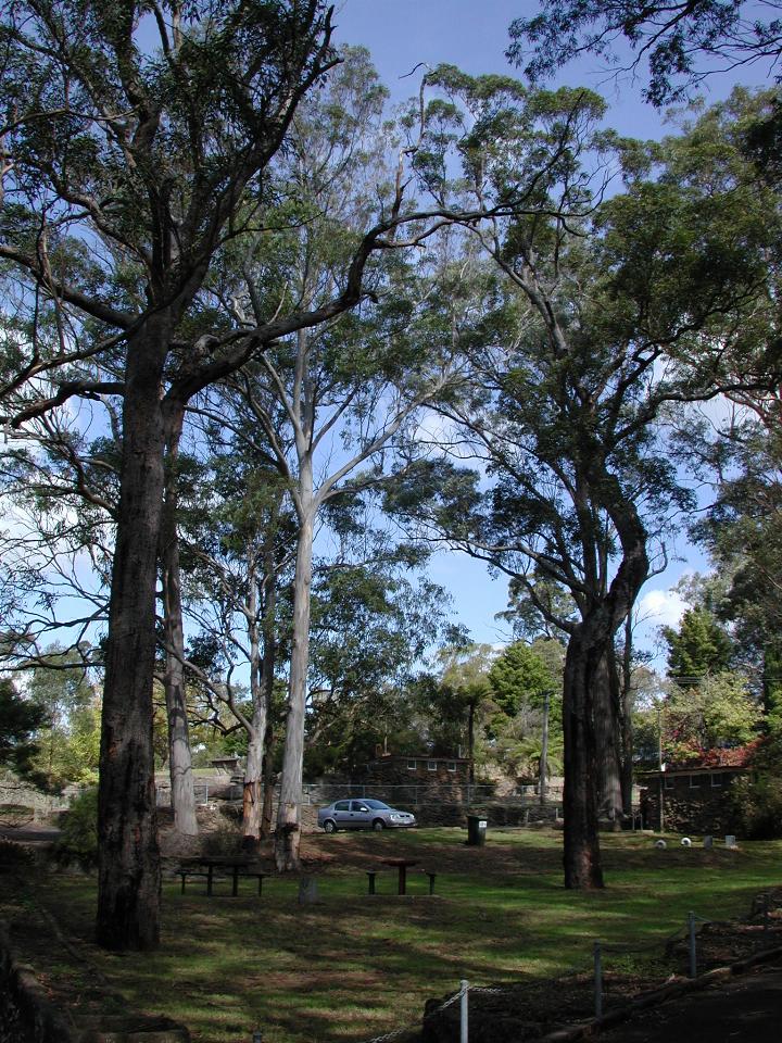 Rental car amidst gum trees at Avon Dam