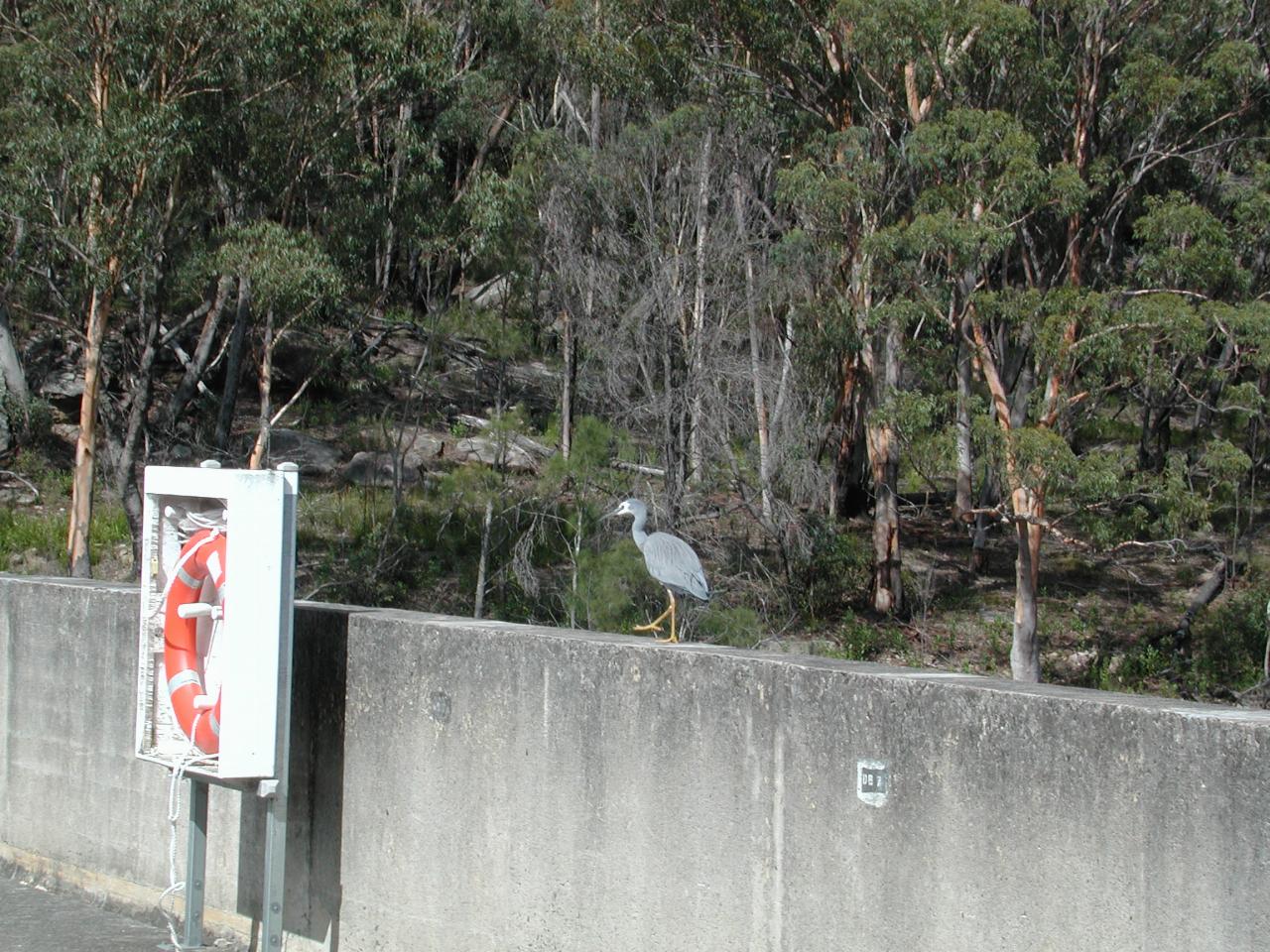 Some sort of bird on Avon Dam wall