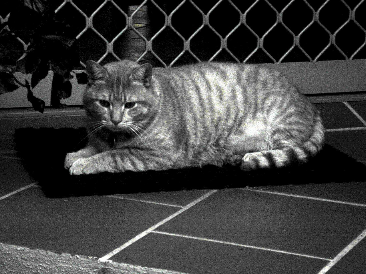 Garfield, the cat, ignoring family dinner evening