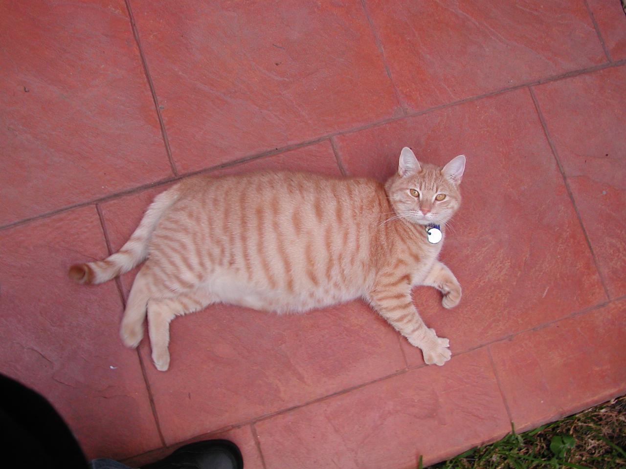 Garfield, the cat, ignoring family dinner evening