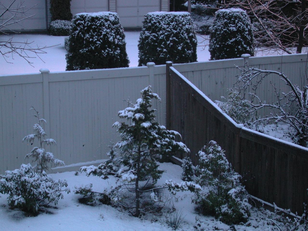 Light snow clinging to the trees SW of my bedroom window