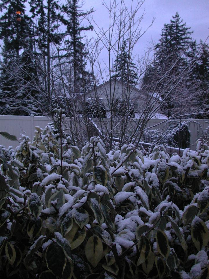 Snow covered eleagnus outside dining room window