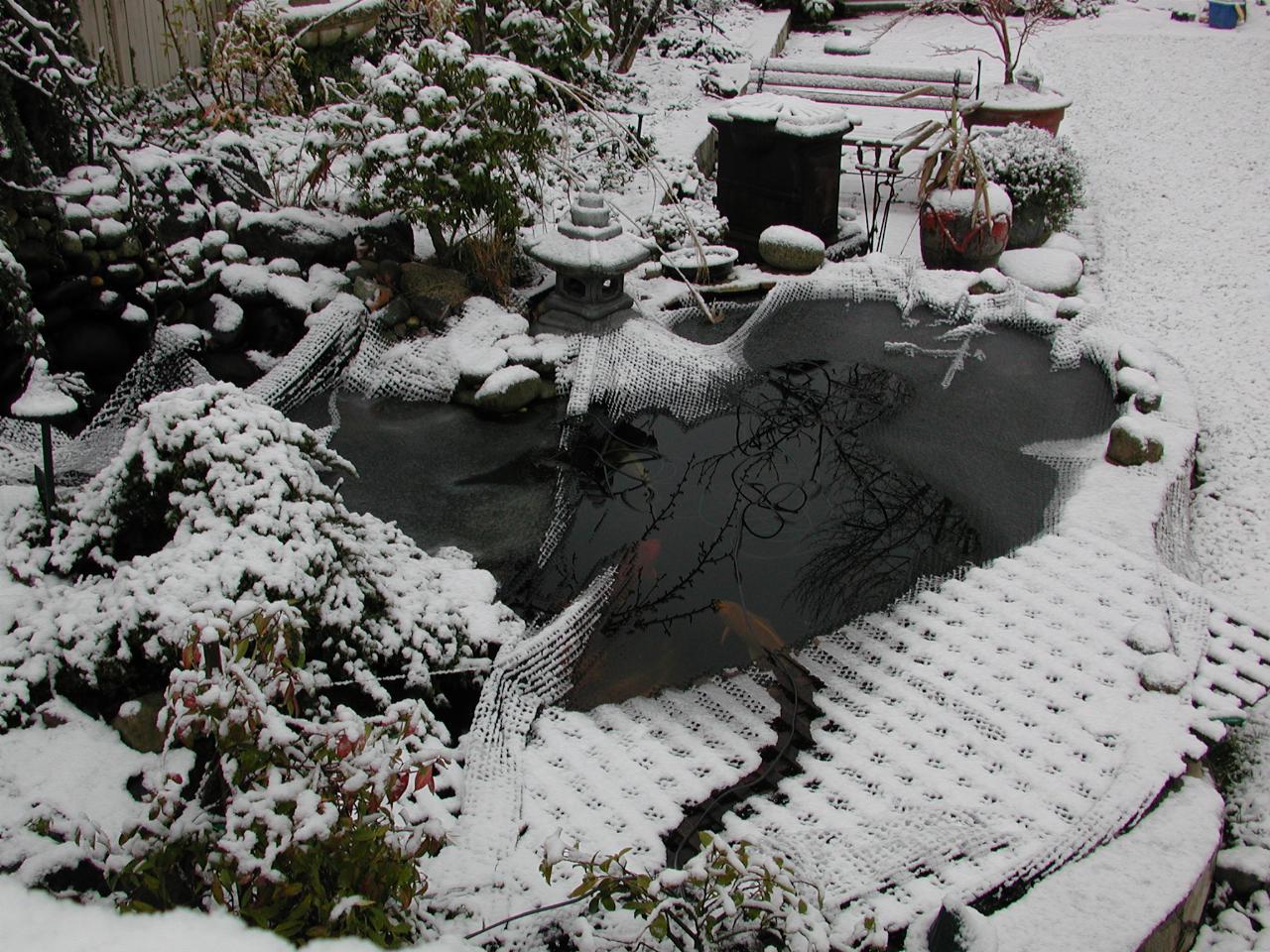 Neighbour Phan's fish pond in snow, and with ice on the water