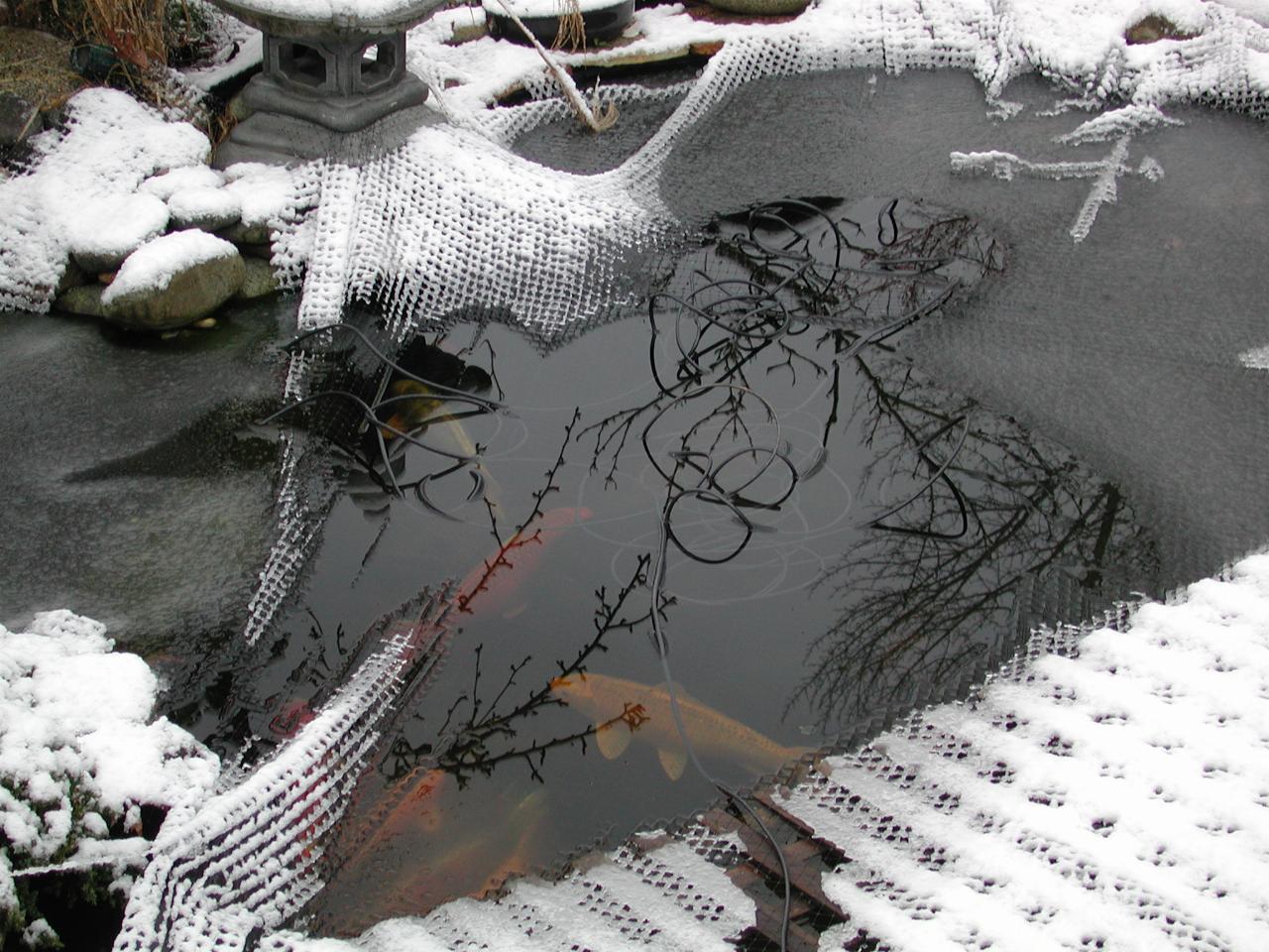 Neighbour Phan's fish pond in snow, and with ice on the water