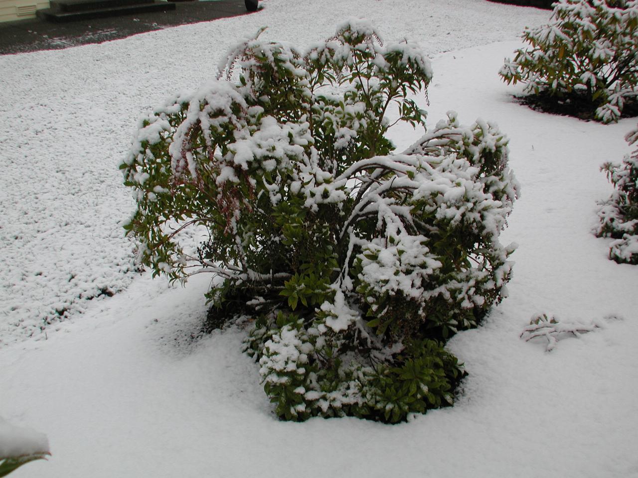 Pieris bush with snowy branches showing gravity at work