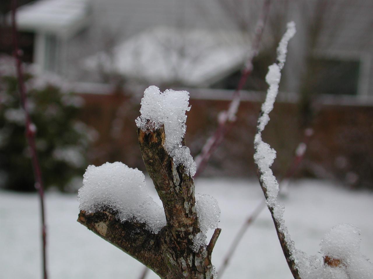 Snow clinging (and melting) to a branch on the Japanese Maple in my backyard