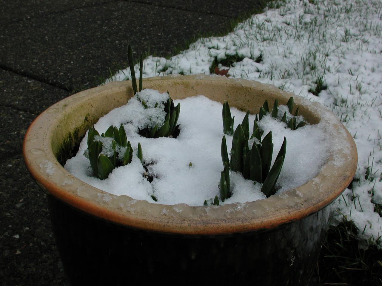 Atlantic Hyacinth pot which Bill & Judy gave me for Christmas 2003 - in snow!