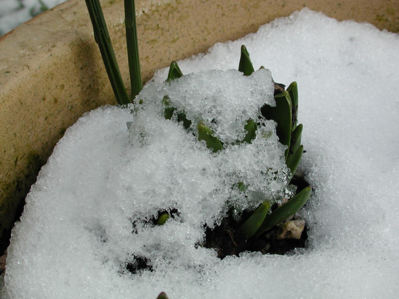 Atlantic Hyacinth pot which Bill & Judy gave me for Christmas 2003 - in snow!