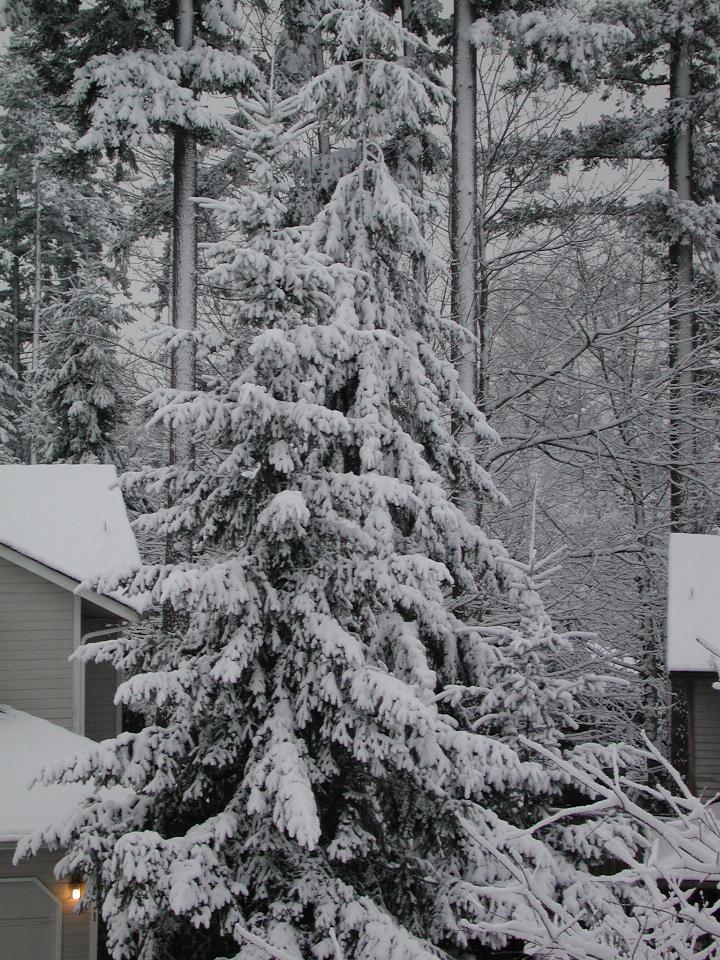 Close up of trees in previous shot - snow sticking to north side only