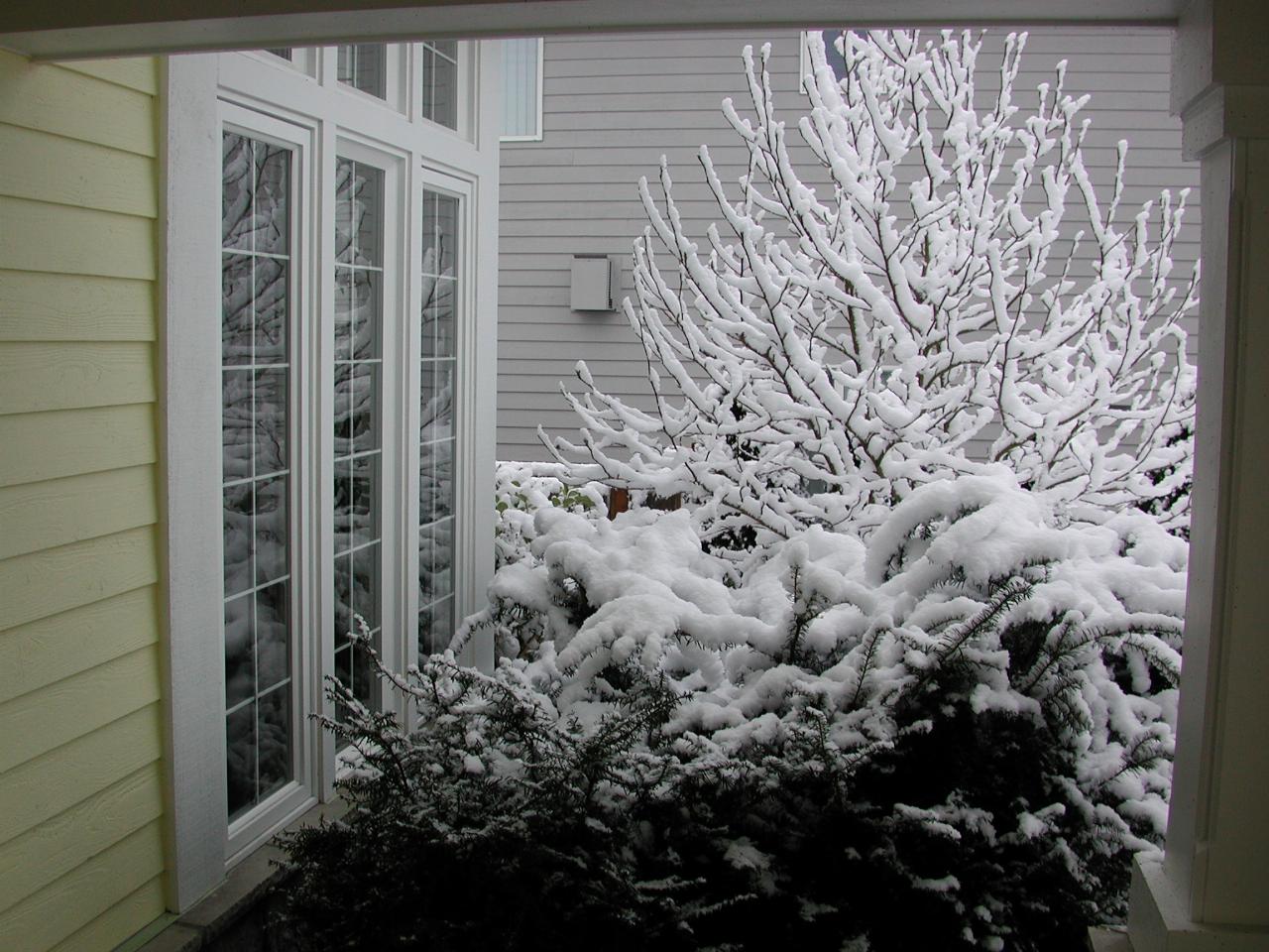 Magnolia tree covered in snow as seen from porch