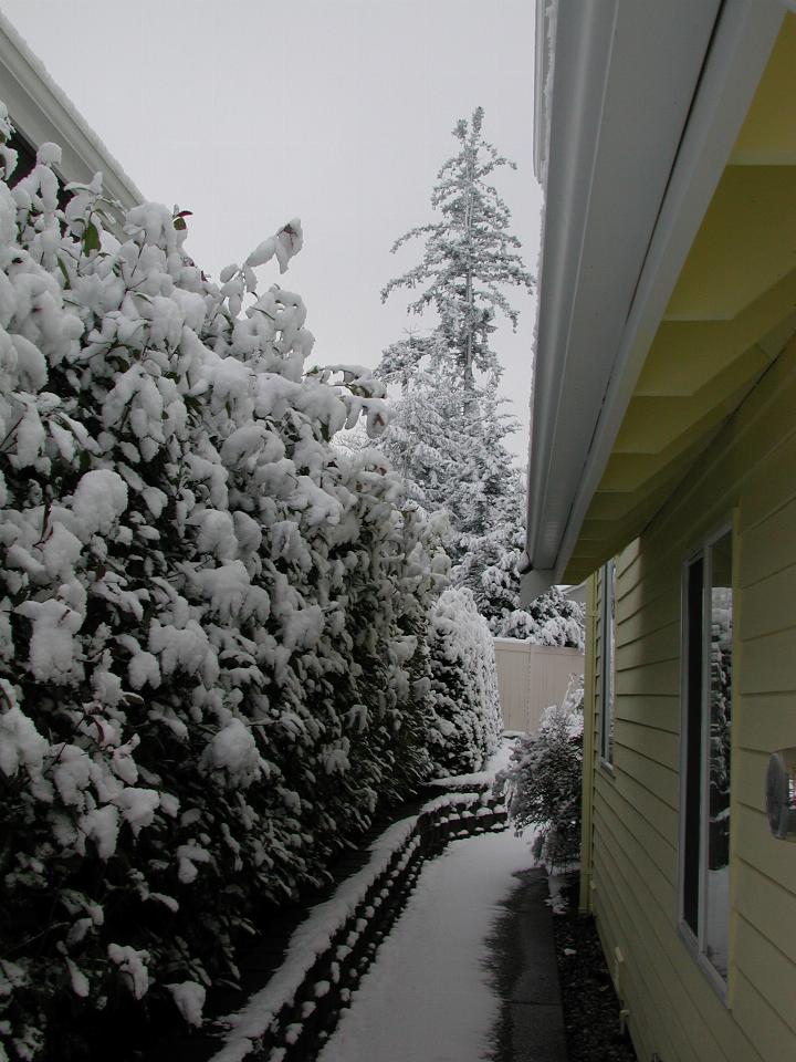 My home (right) and Deal's on the left, with snow over fotinia