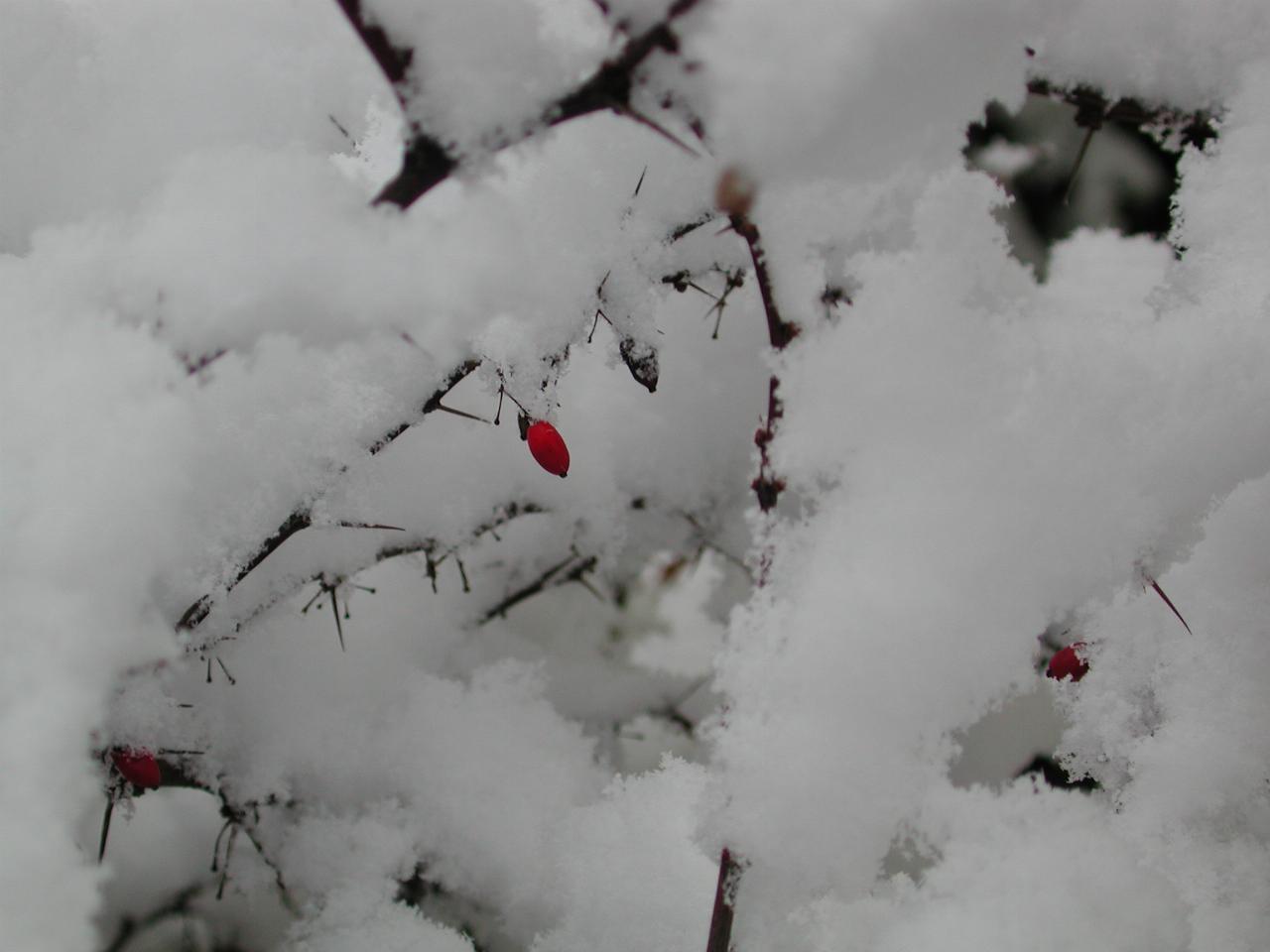 Barberry bush with a berry still there during the snow